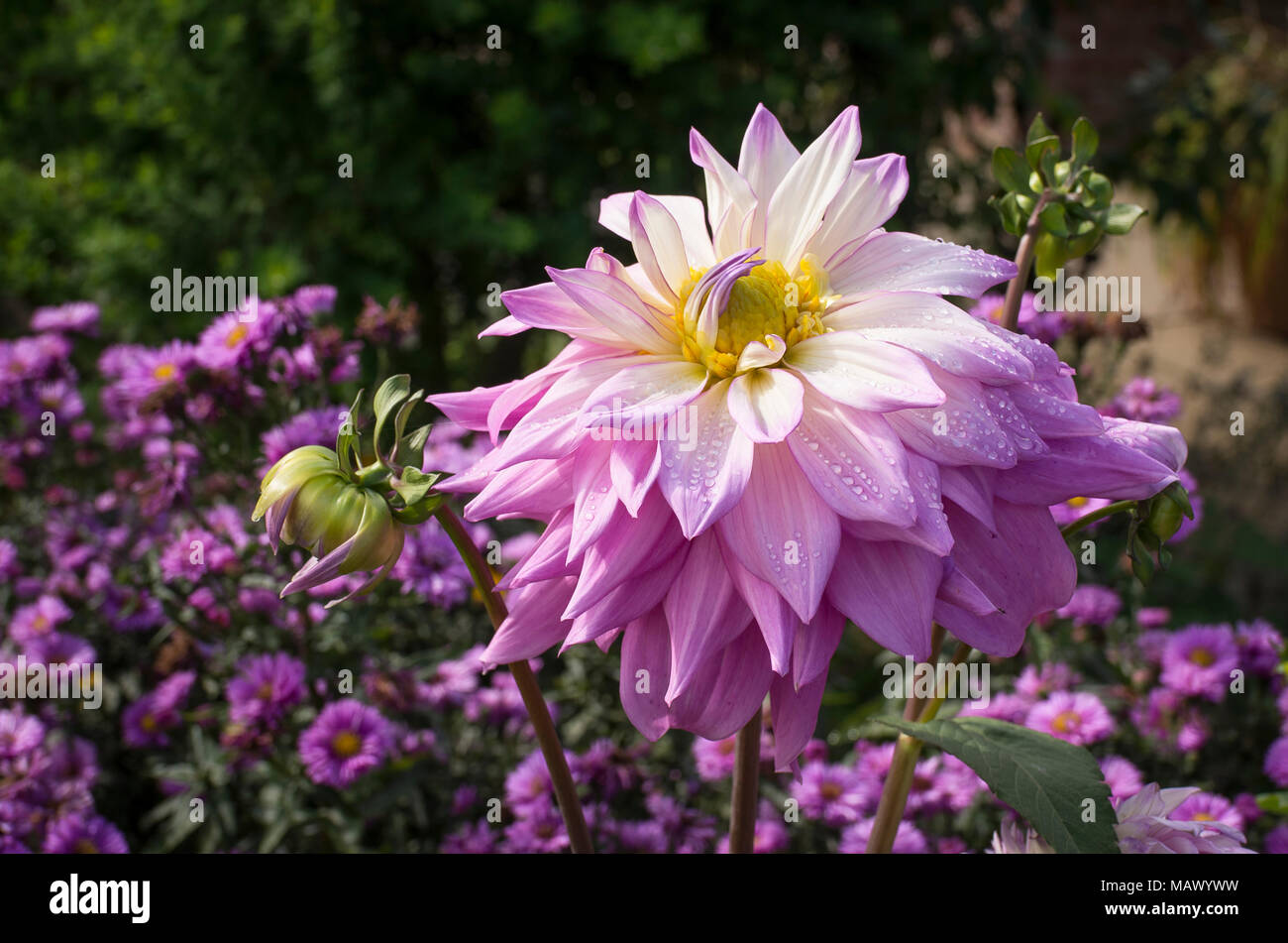 Giant pink dahlia Sir Alf Ramsey in an English garden in flower in