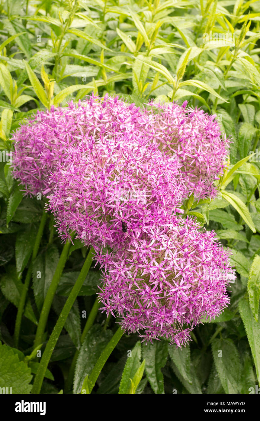 Impressive Allium Globemaster in flower in June in UK Stock Photo