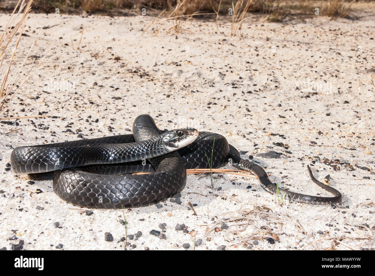 Southern Black Racer (Coluber constrictor priapus) Stock Photo