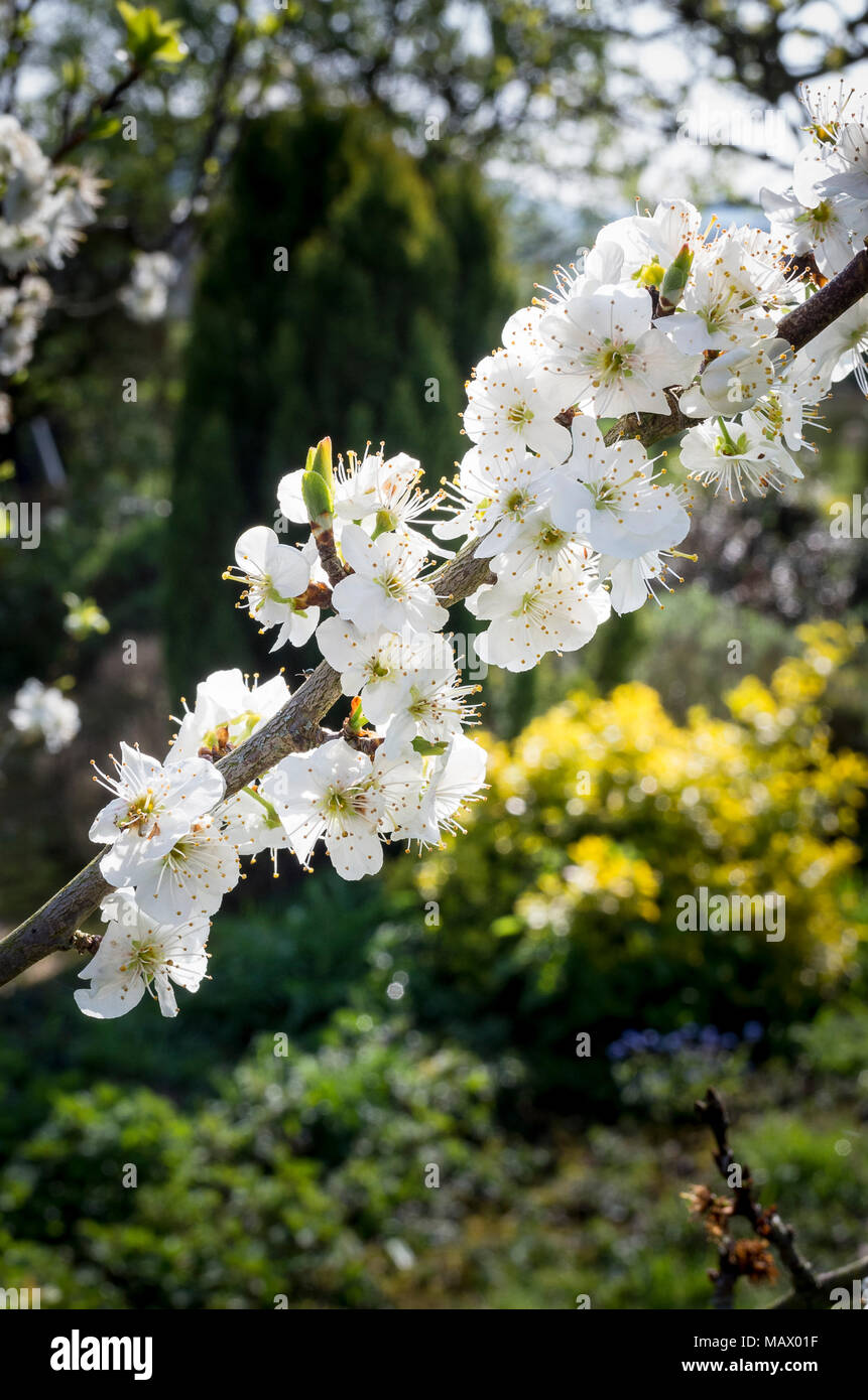 Pure white blossom on an unnamed Damson seedling in an English garden in April Stock Photo