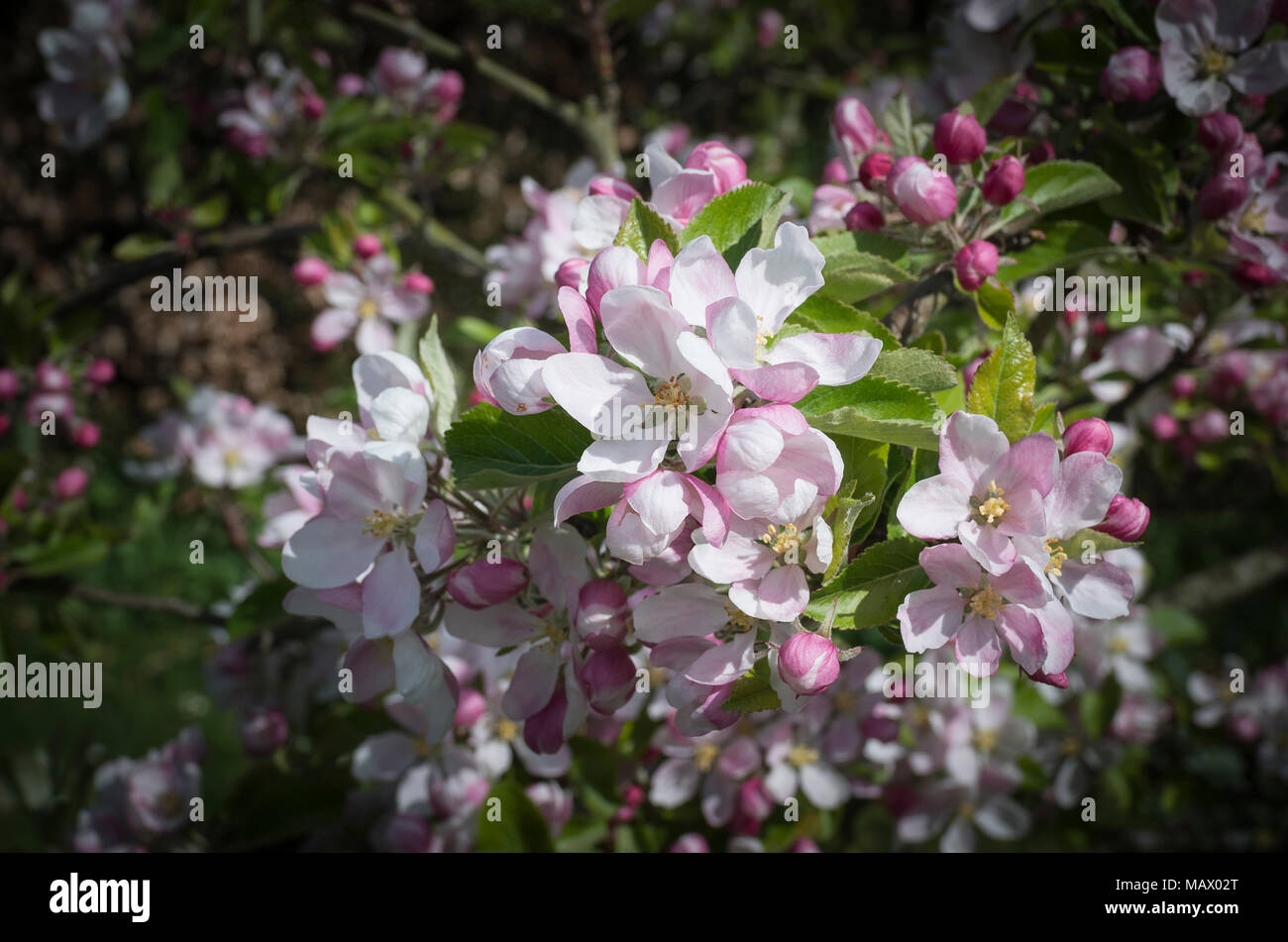 Blossom of Malus domestica Sunset often grown for its beautiful flowers in Spring Stock Photo
