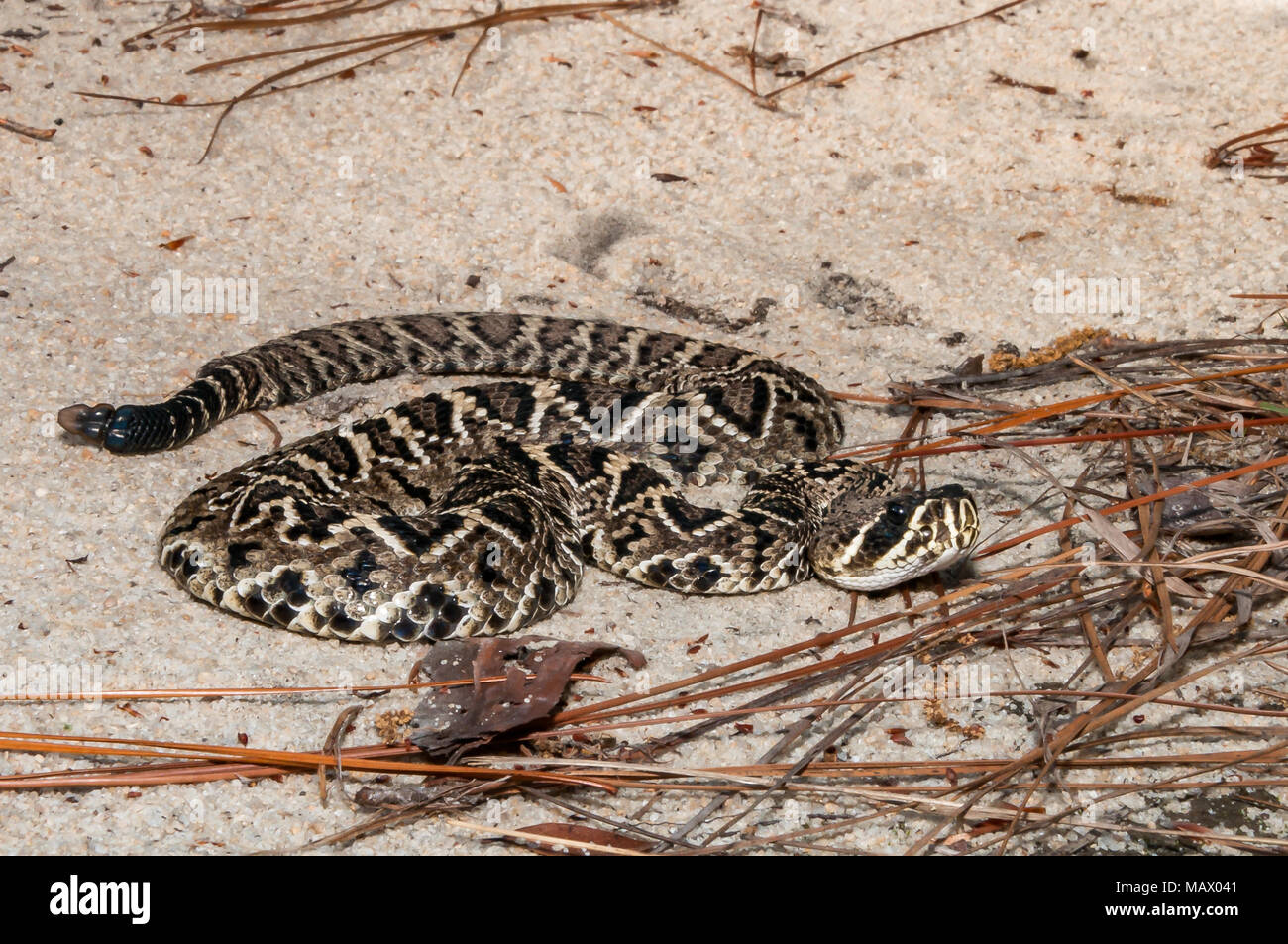 Eastern Diamondback Rattlesnake (Crotalus adamanteus) Stock Photo