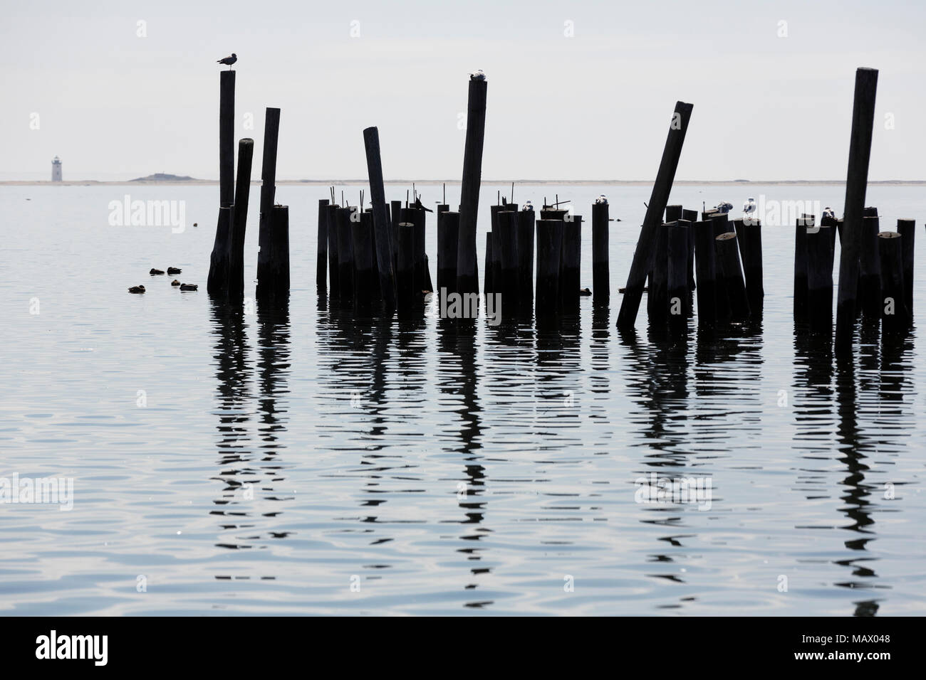 Wood pilings reflected in Provincetown harbor, winter off season, Cape Cod, Massachusetts Stock Photo