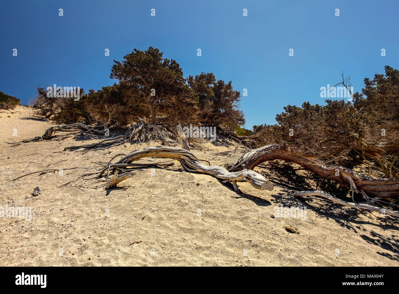 Dry large-fruited juniper (Juniperus macrocarpa) trees on sandy hill with deep blue sky in background. Chrysi island, Ierapetra, Greece Stock Photo