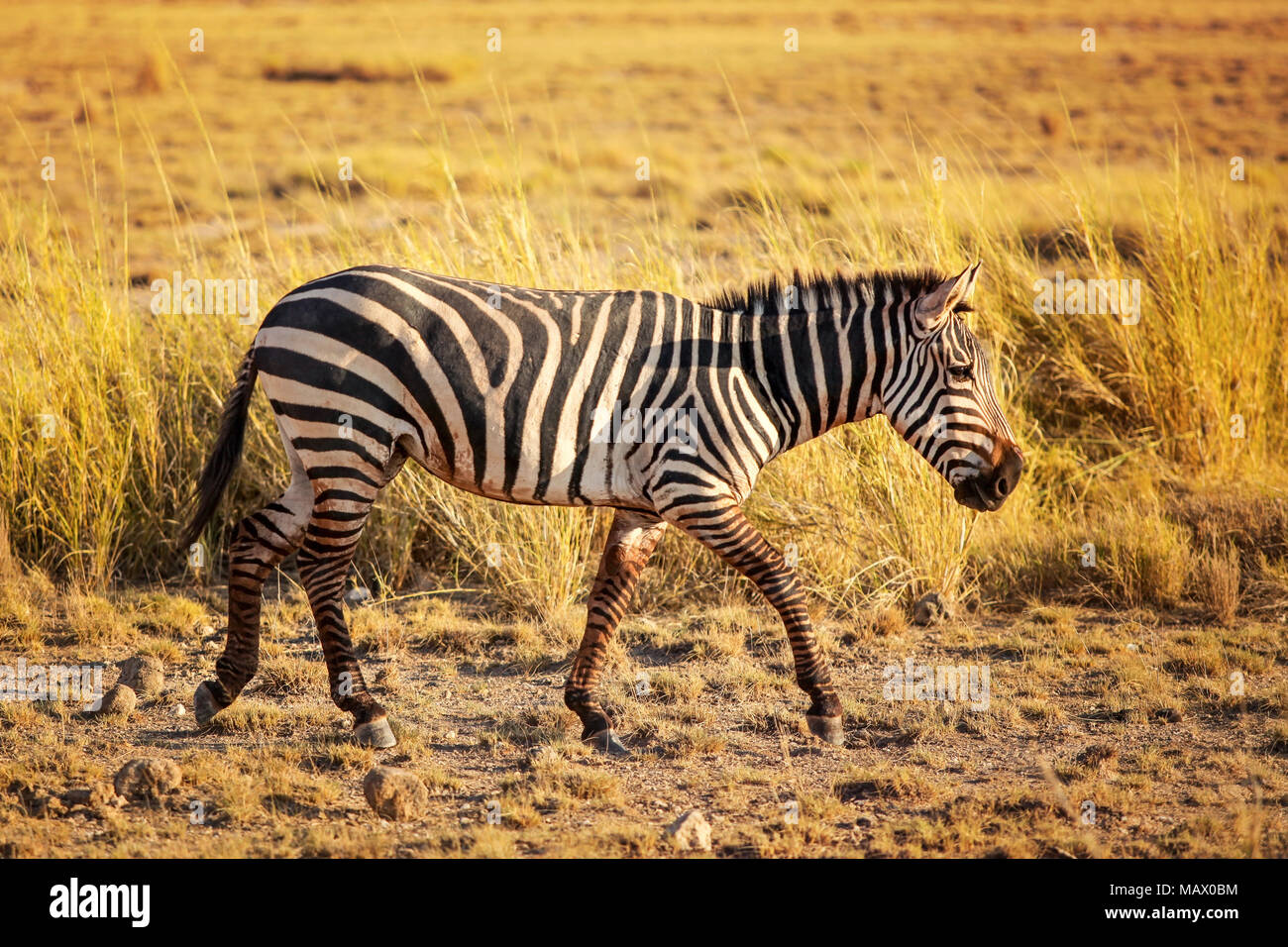 Plains zebra (Equus quagga) from side, lit by afternoon sun, walking in African savanna. Amboseli national park, Kenya Stock Photo