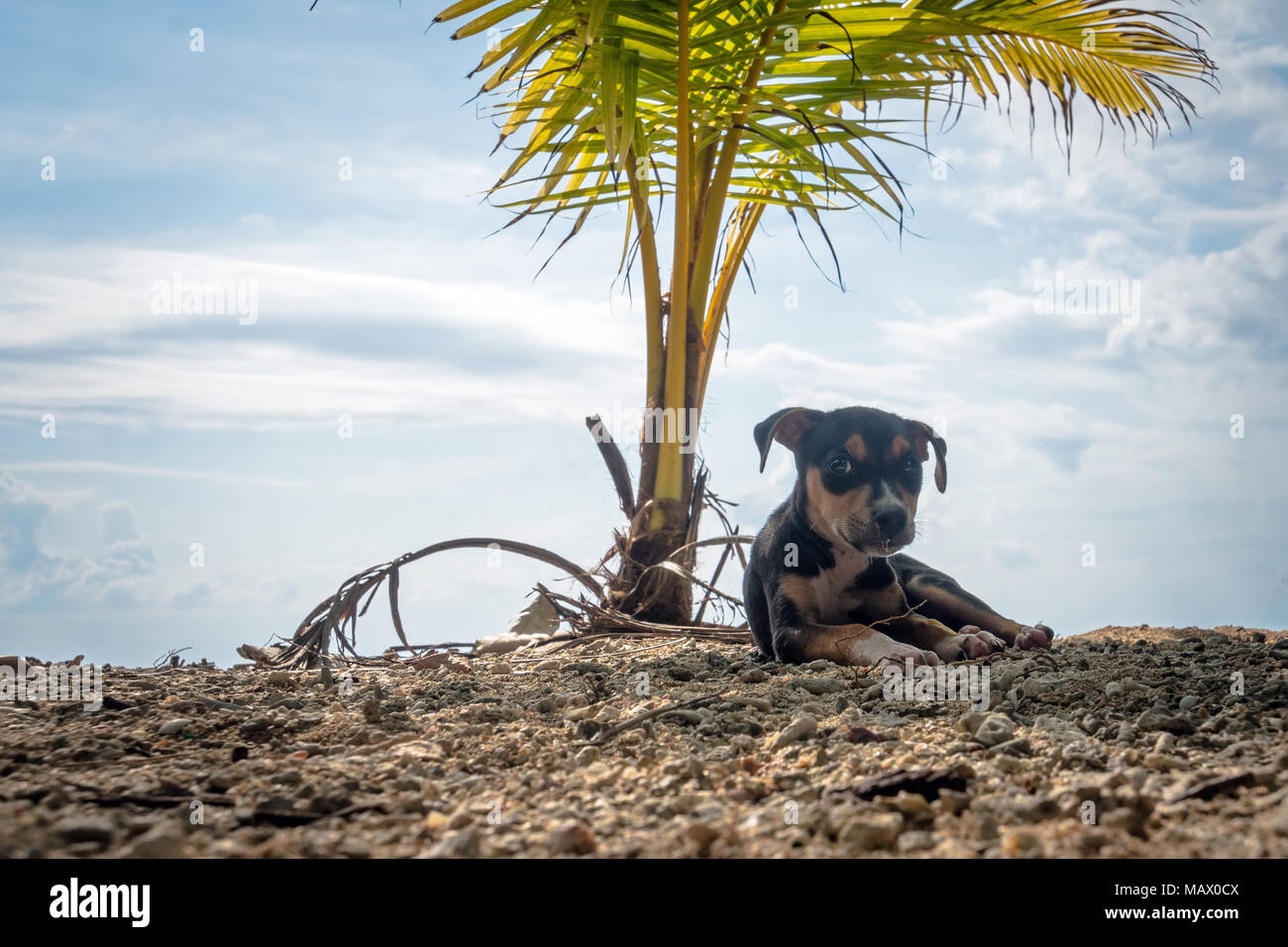 Are Dates From A Palm Tree Safe For Dogs