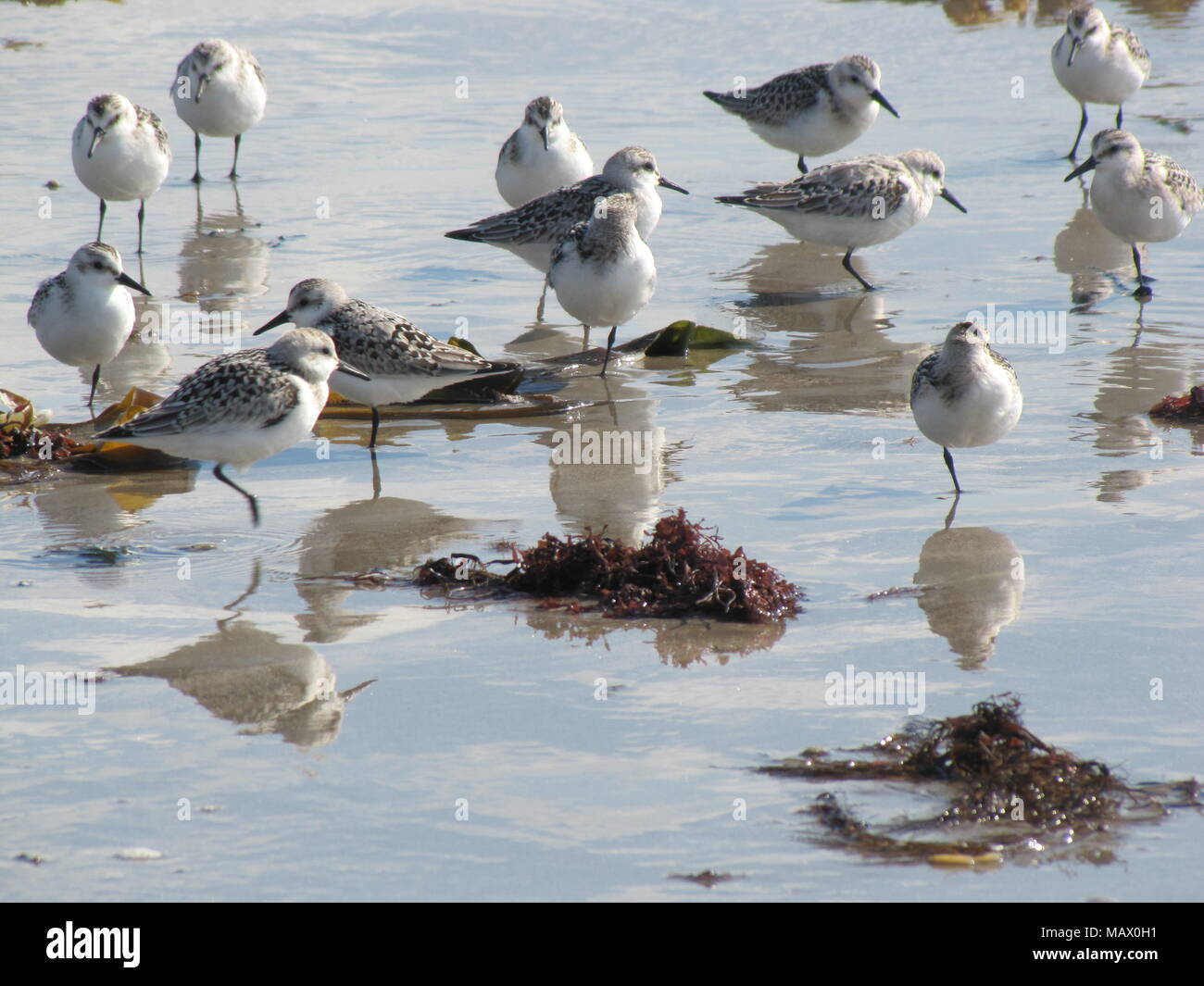 Sandpipers at Long Beach, East Chezzetcook, Nova Scotia Canada Stock