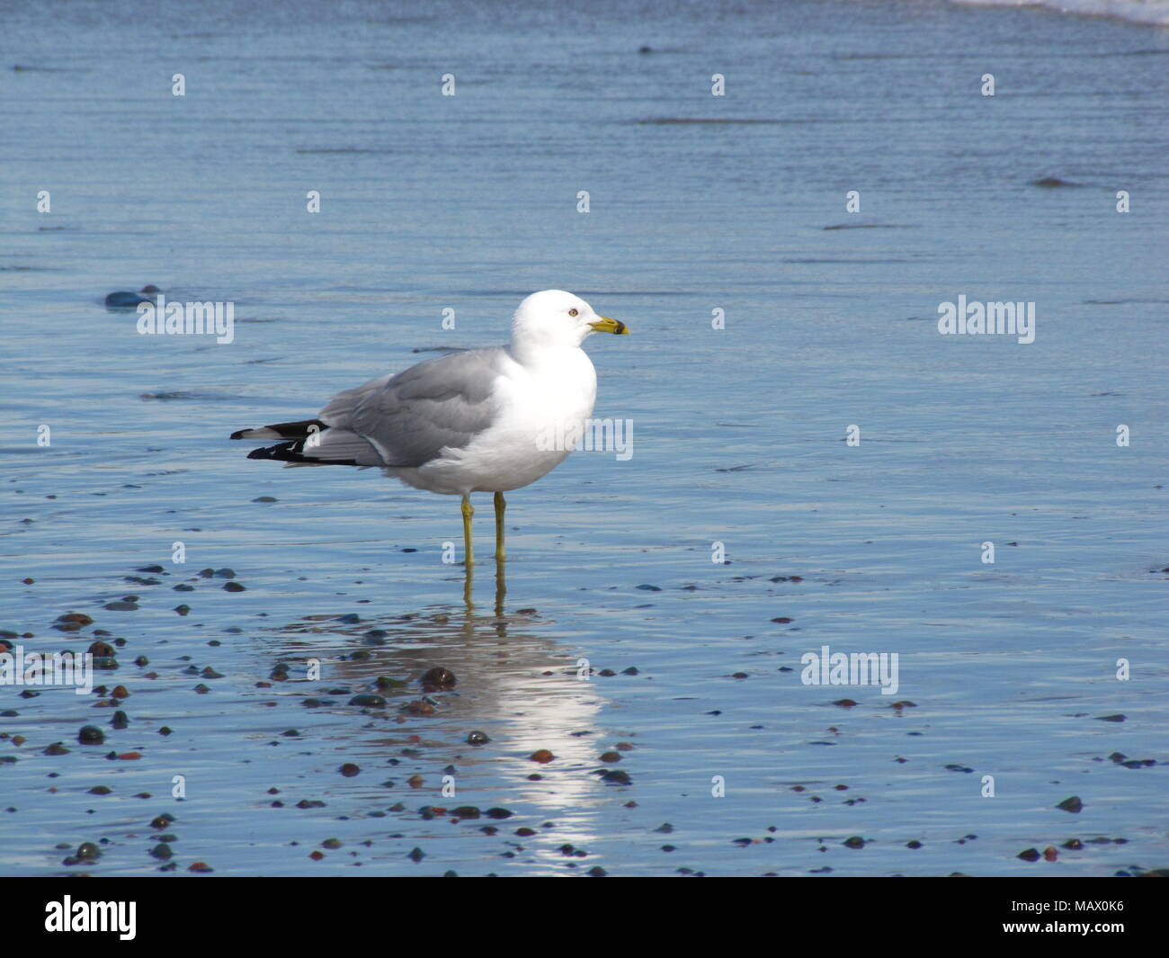 Herring Gull at Long Beach, East Chezzetcook, Nova Scotia Canada Stock Photo Alamy