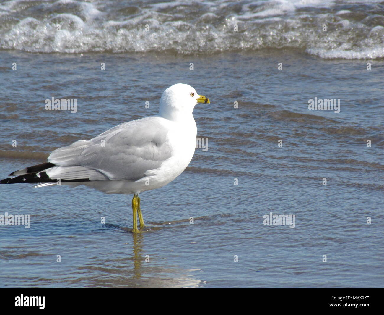 Herring Gull at Long Beach, East Chezzetcook, Nova Scotia Canada Stock Photo Alamy