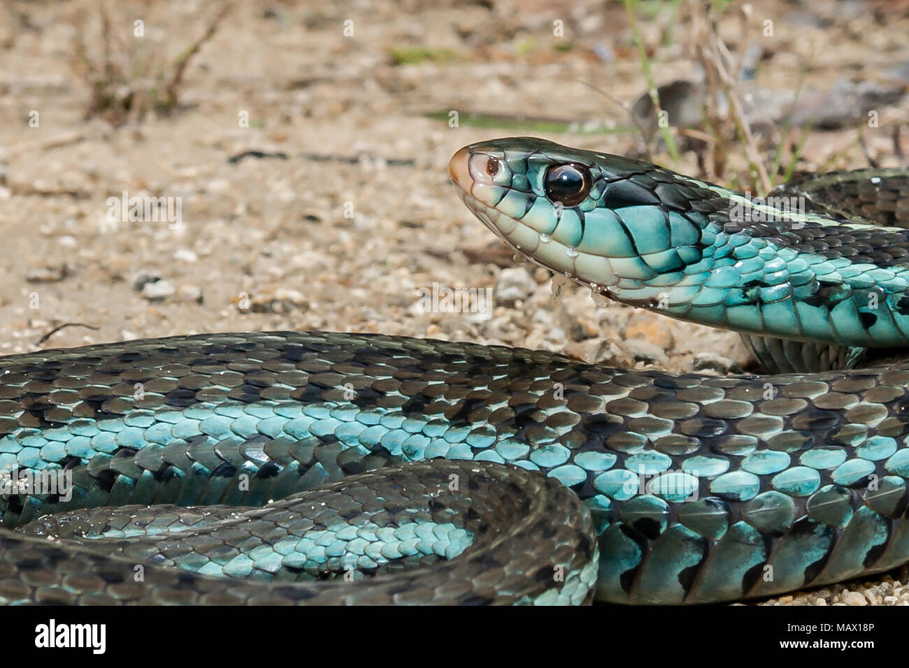 Bluestripe Garter Snake (Thamnophis sirtalis simillis) Stock Photo