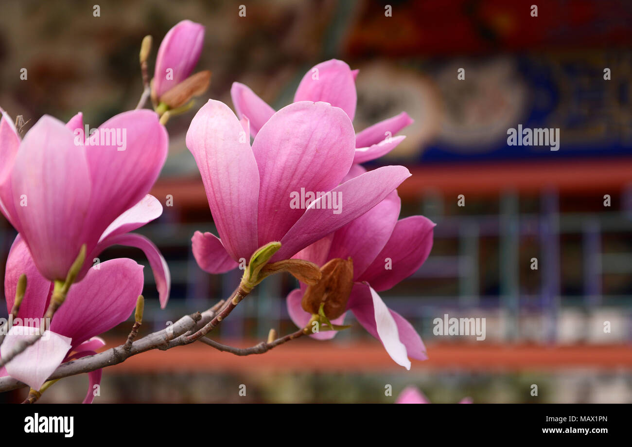 A Magnolia liliiflora tree flowers in a park in central Beijing. Also known as Mulan magnolia, the species originates from southwest China Stock Photo