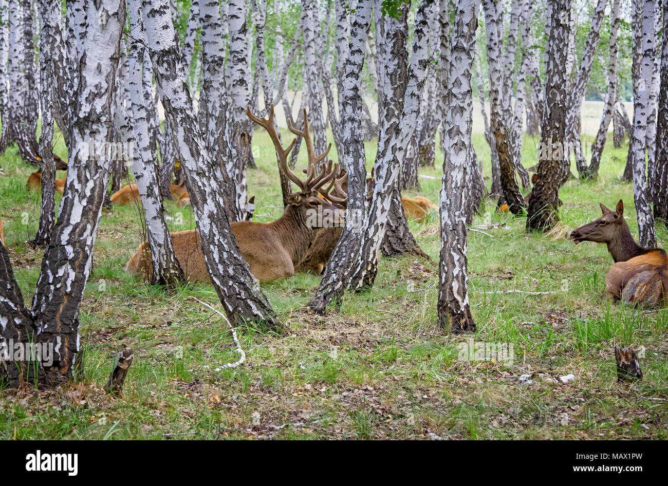 Marals rest in the summer birch forest. The farm for the cultivation of domesticated deers in Siberia Stock Photo