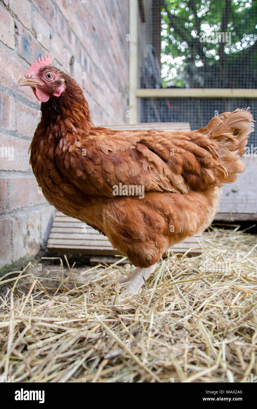 GLASGOW, SCOTLAND - AUGUST 16 2013: An ISA Brown hen standing on hay in a chicken coop. Stock Photo
