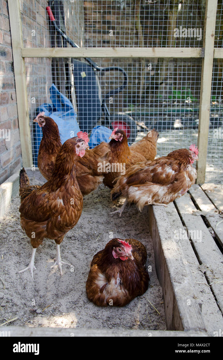 GLASGOW, SCOTLAND - JUNE 07 2013: A group of ISA Brown hens in a chicken coop. Stock Photo