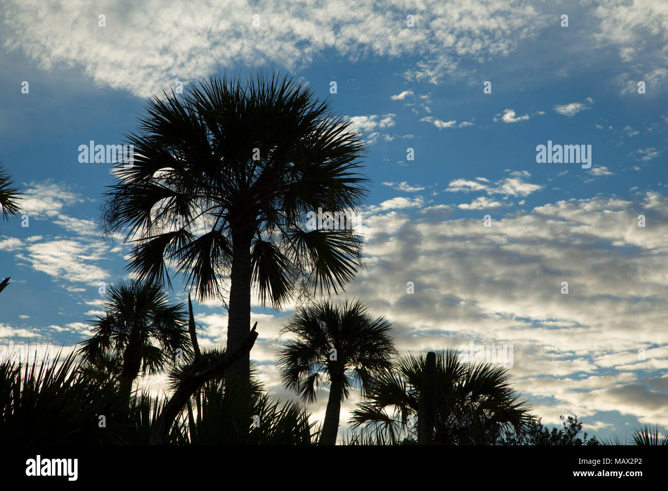 Palm silhouette, Orlando Wetlands Park, Florida Stock Photo
