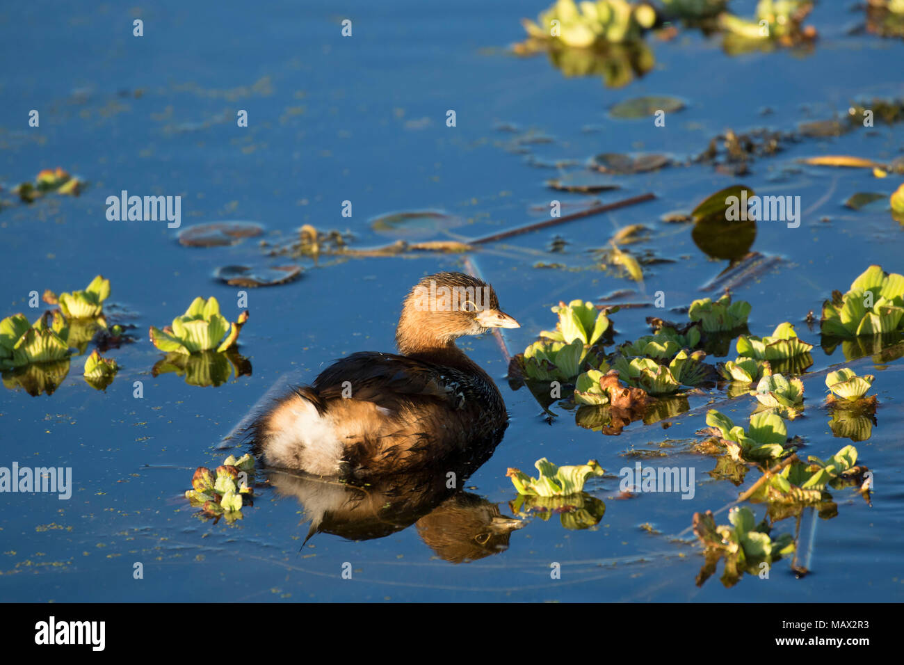 Pied-billed grebe (Podilymbus podiceps), Orlando Wetlands Park, Florida Stock Photo