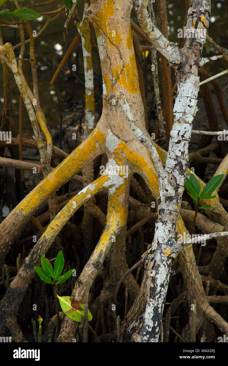 Mangrove roots along Marsh Rabbit Run Trail, Jack Island Preserve State ...