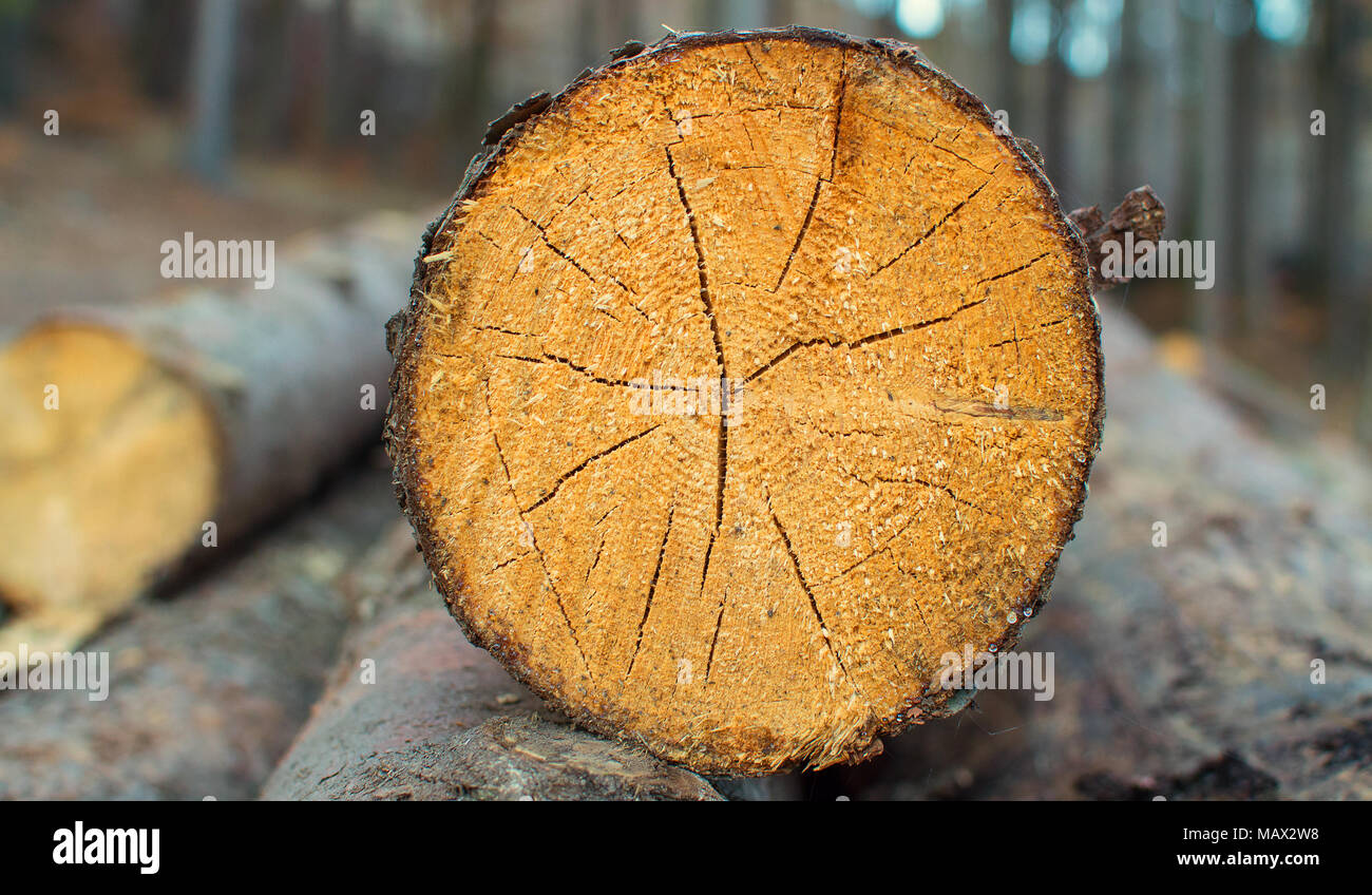 Detail of tree trunk lying in forest. Stock Photo