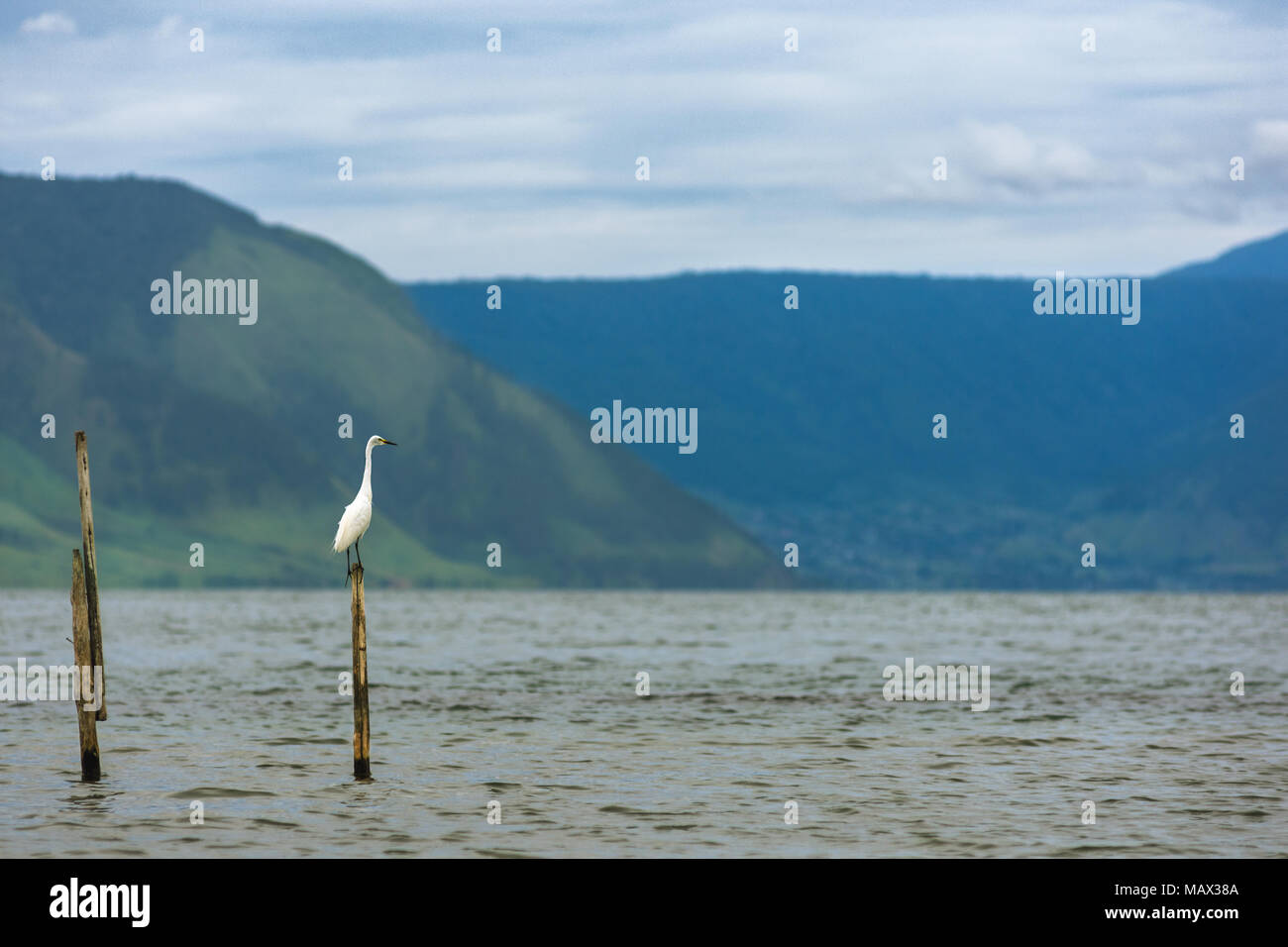 A snowy white egret perched on a wooden post in Lake Toba, Sumatra, Indonesia. Stock Photo