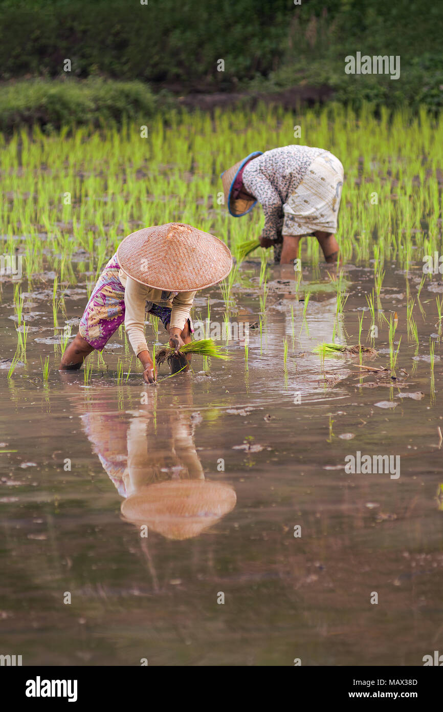 Local Indonesian women with sun protection head ware hats plant young rice plants in to a flooded rice paddy field ready for the growing season. Stock Photo