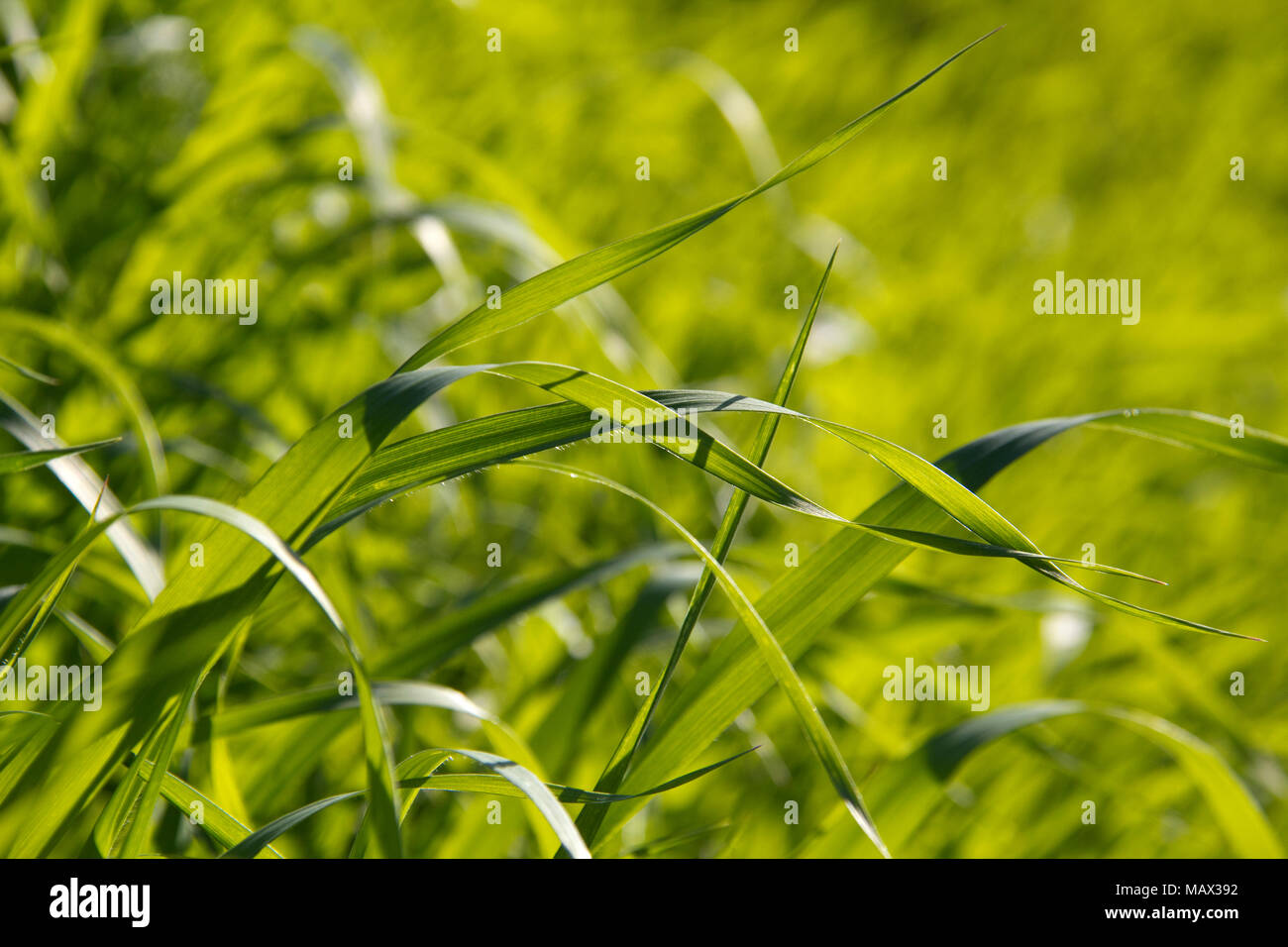 Spring Green grass  background - Brachiaria Paspaloides Stock Photo