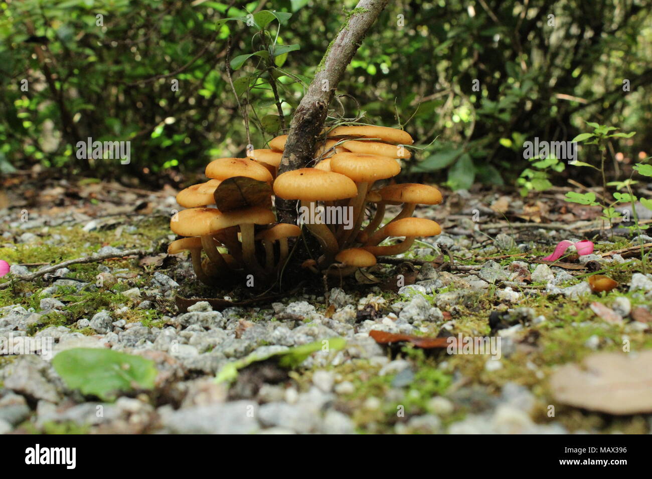 South Carolina plants and flowers Stock Photo Alamy
