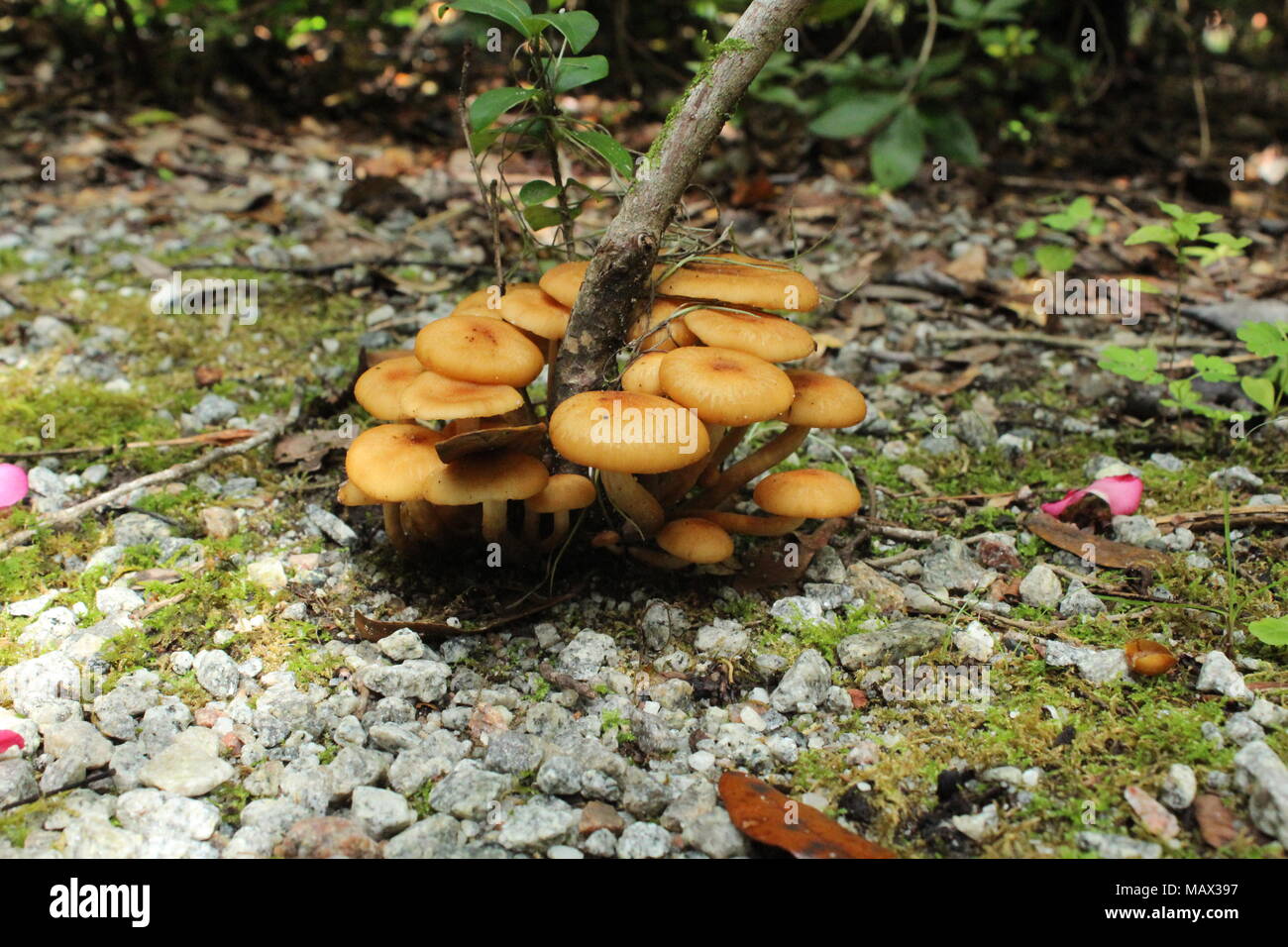 South carolina plants hires stock photography and images Alamy