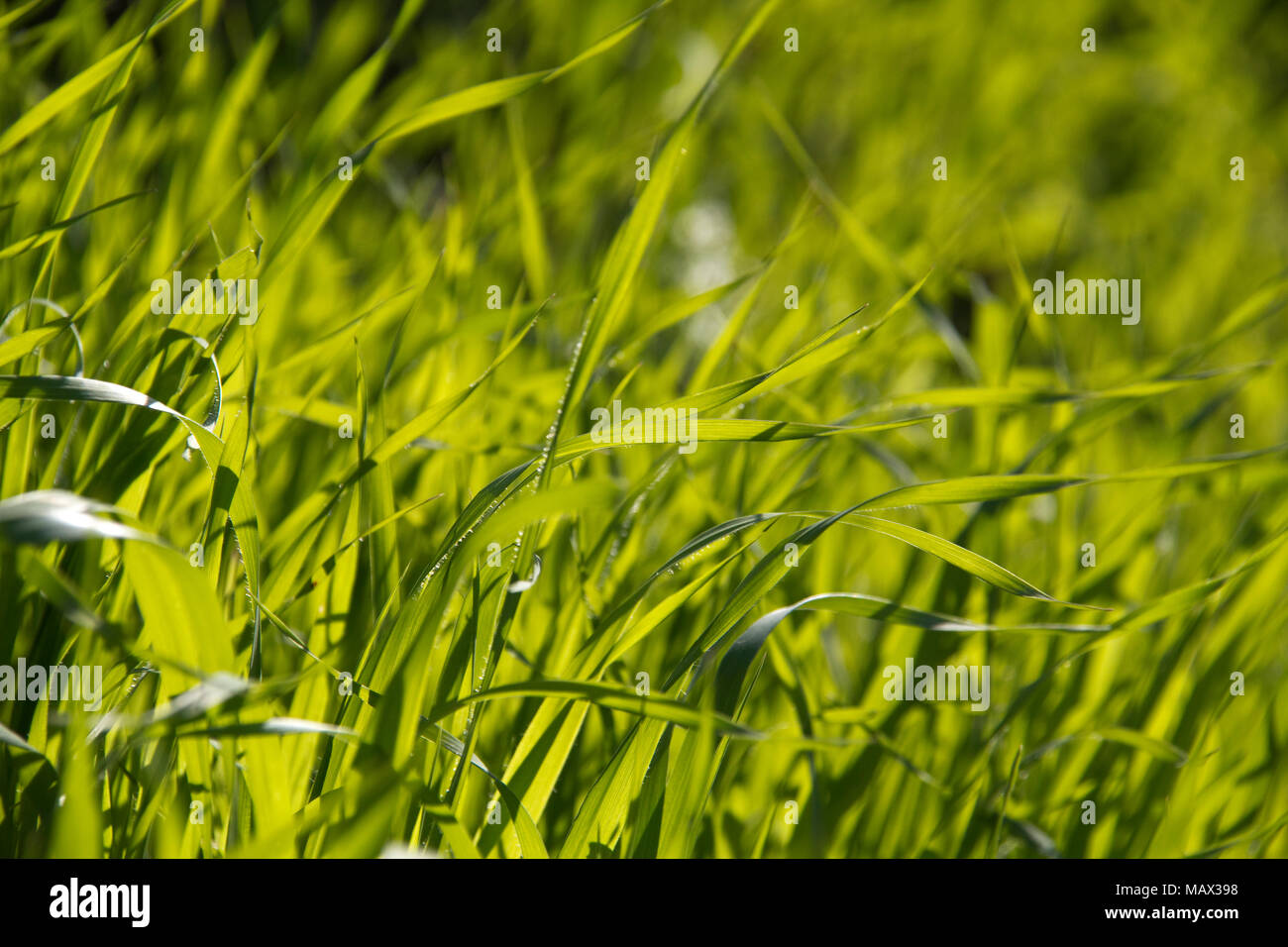 Spring Green grass  background Stock Photo