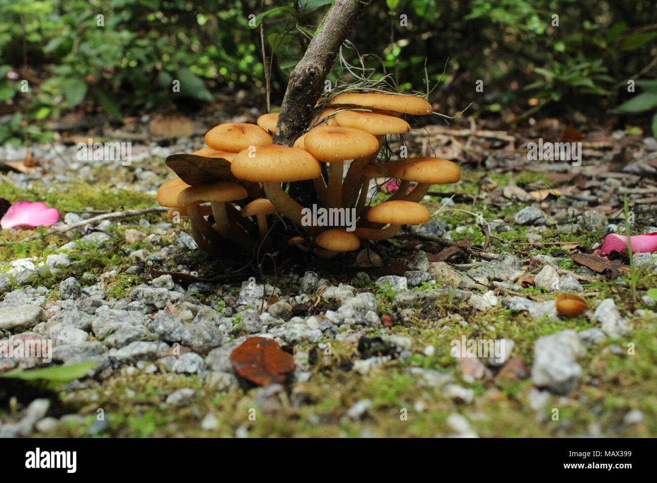 South carolina plants hires stock photography and images Alamy