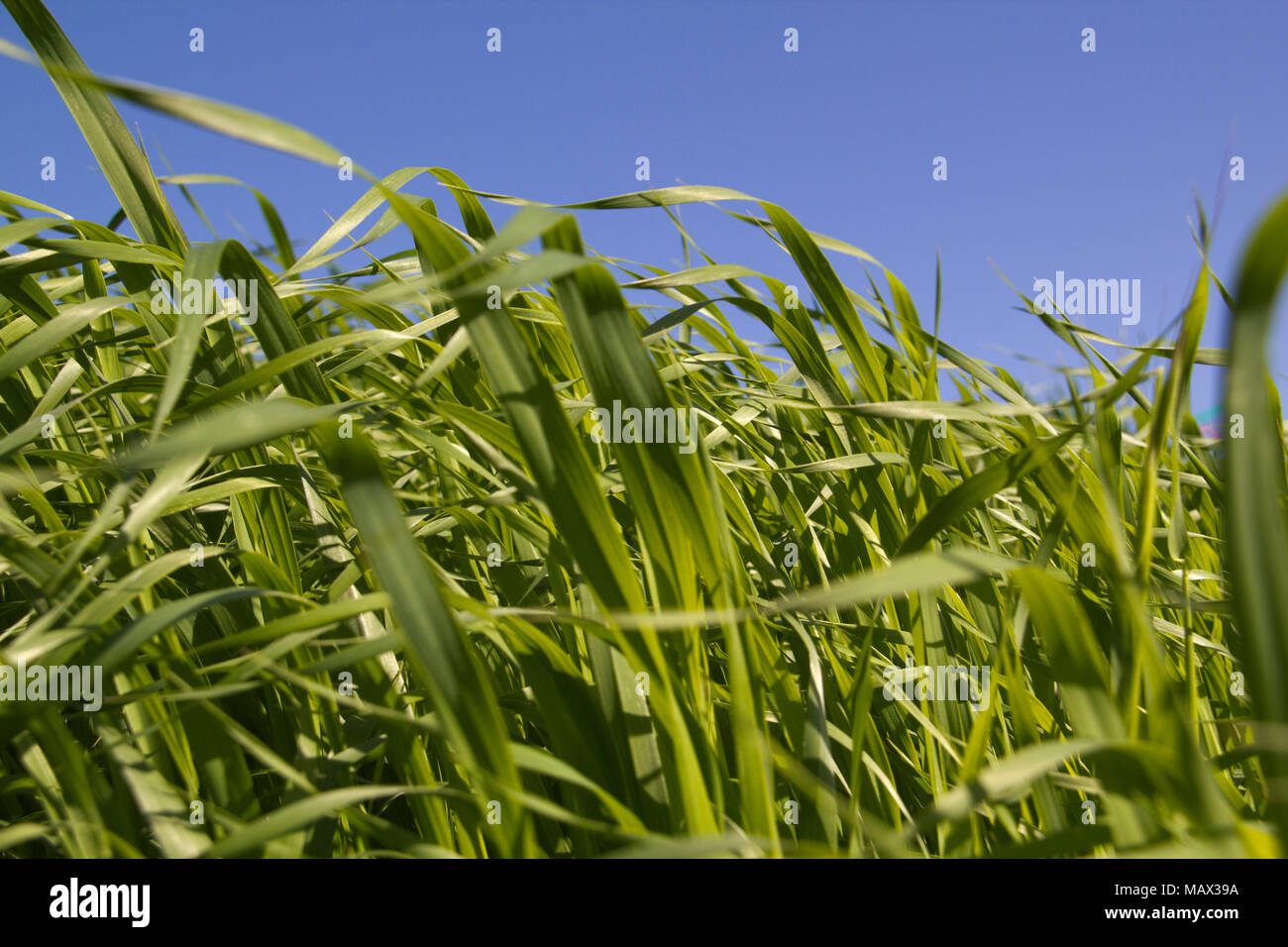 Green grass (Brachiaria Paspaloides) on blue sky background Stock Photo