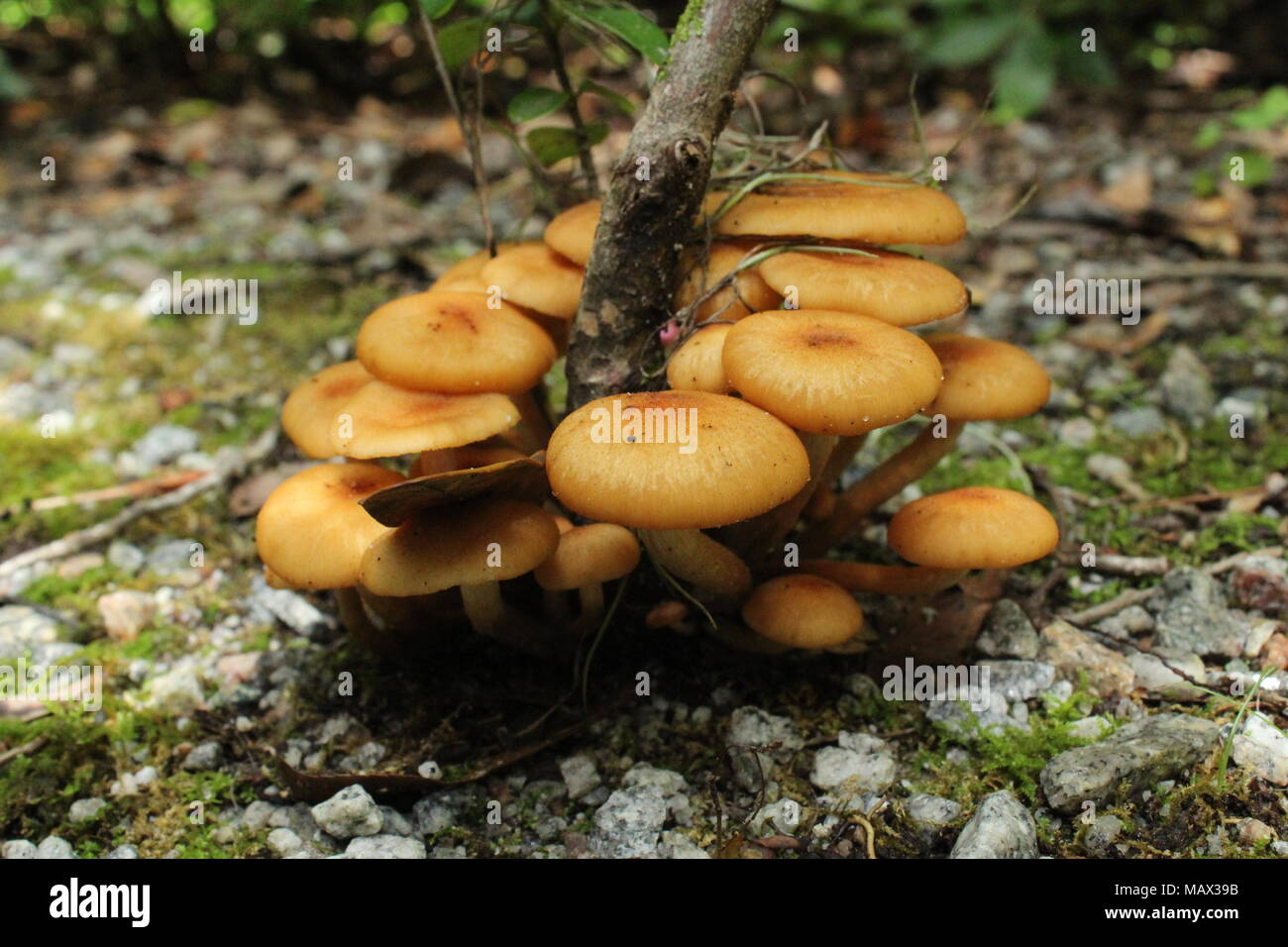 South Carolina plants and flowers Stock Photo Alamy