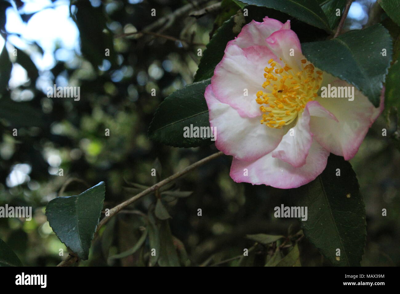 South carolina flower hires stock photography and images Alamy