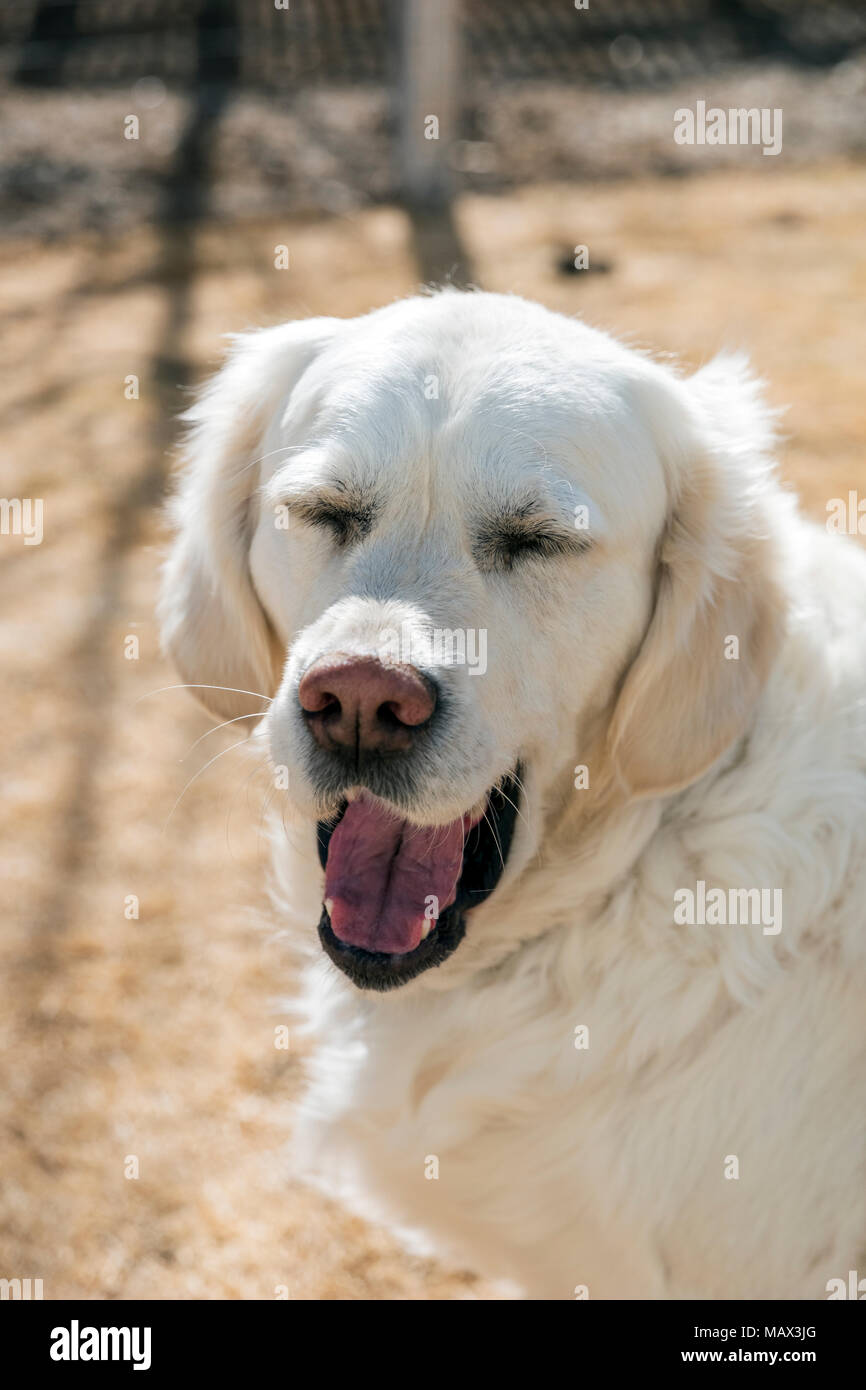 Humorous image of yawning platinum colored Golden Retriever. Stock Photo