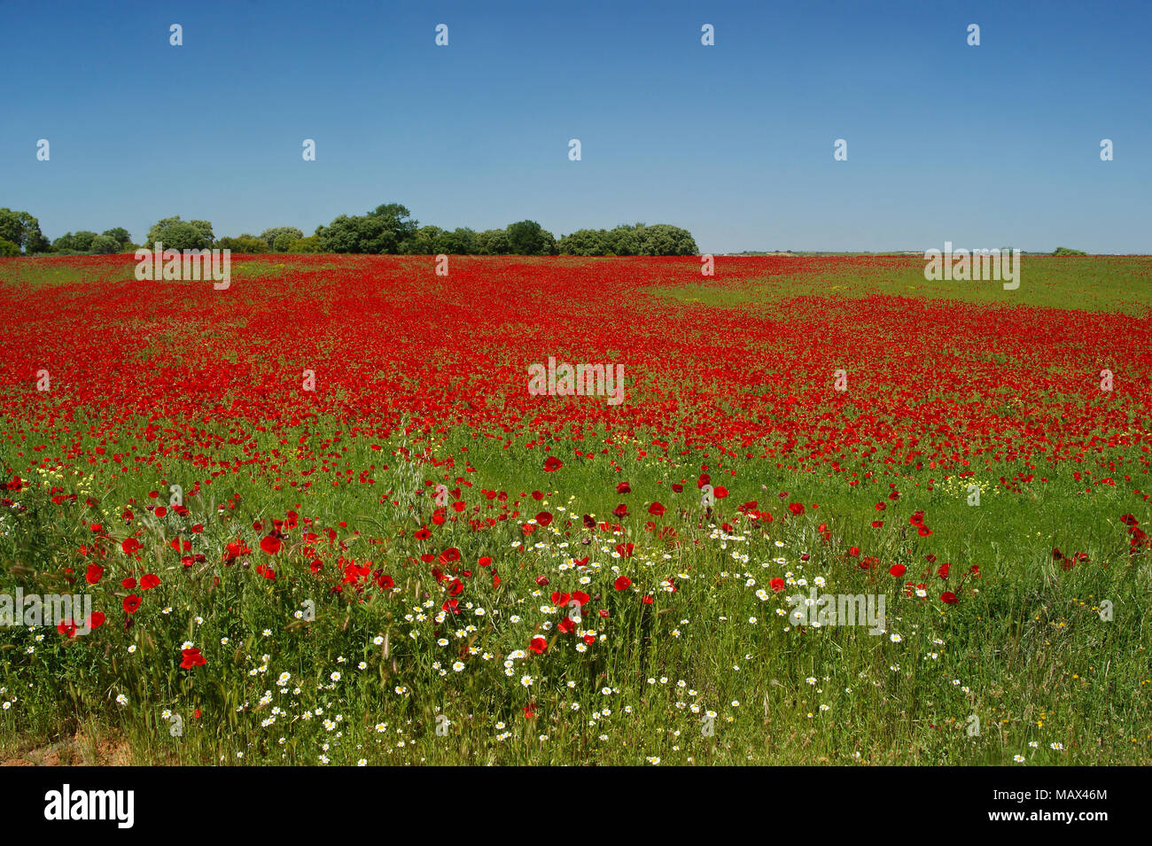 Poppy field in spring in Spain. Stock Photo