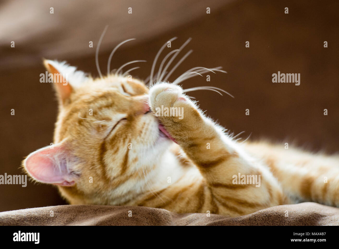 ginger cat washing himself Stock Photo