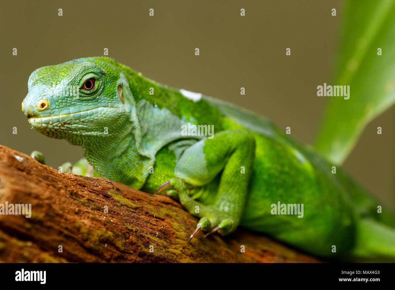 male-fiji-banded-iguana-brachylophus-fasciatus-on-viti-levu-island