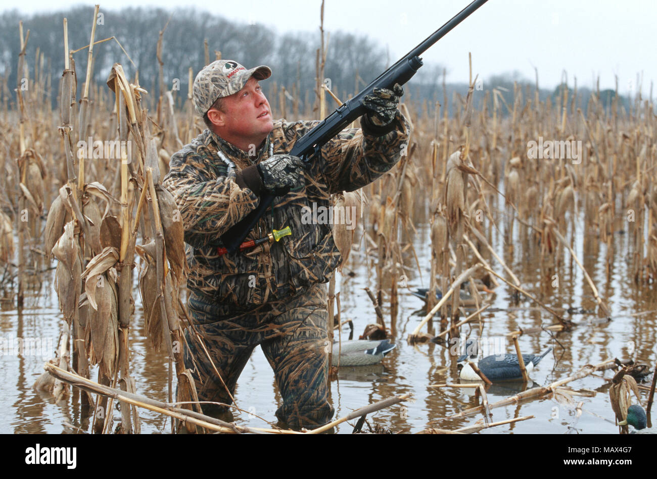 62532-005.19 Duck hunter in flooded cornfield  Morgan Co.  AL Stock Photo