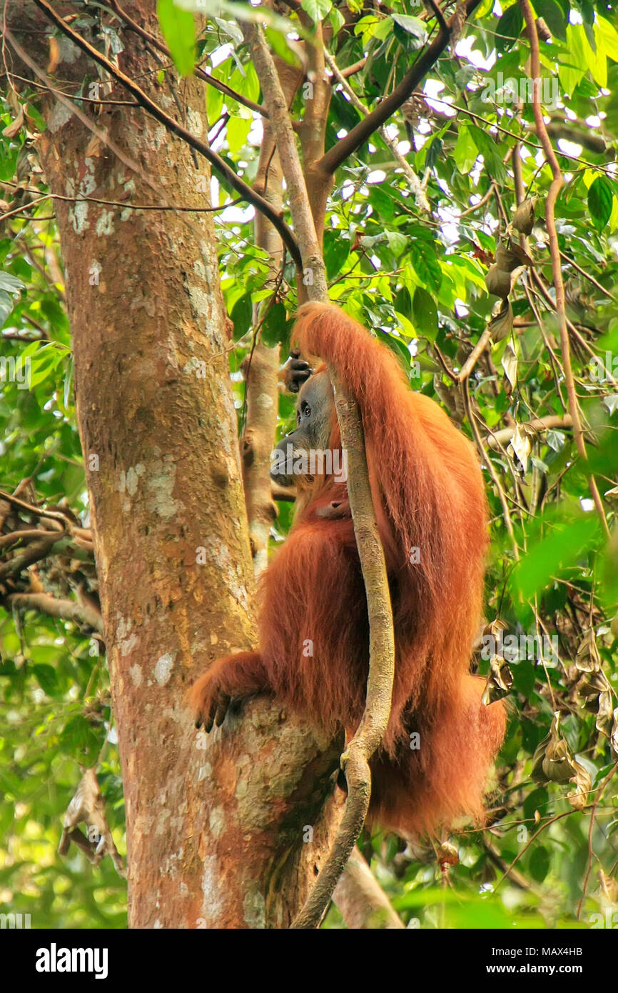 Female Sumatran orangutan (Pongo abelii) sitting in a tree in Gunung Leuser National Park, Sumatra, Indonesia. Sumatran orangutan is endemic to the no Stock Photo
