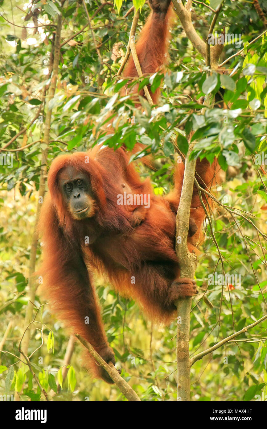 Alpha Zero: Comparing Orangutans and Apples