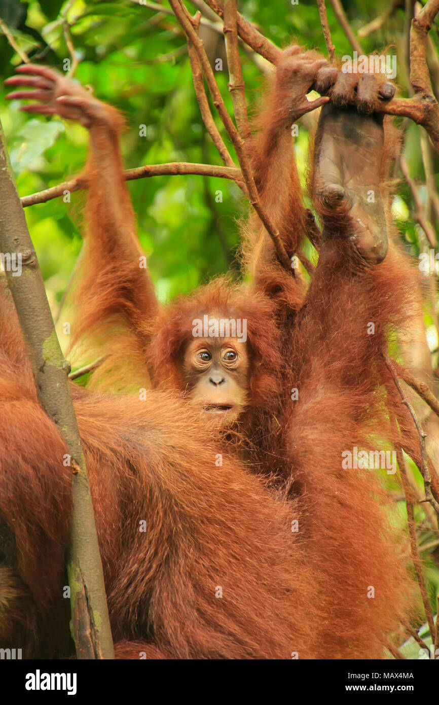 Baby Sumatran orangutan next to its mother n Gunung Leuser National Park, Sumatra, Indonesia. Sumatran orangutan is endemic to the north of Sumatra an Stock Photo