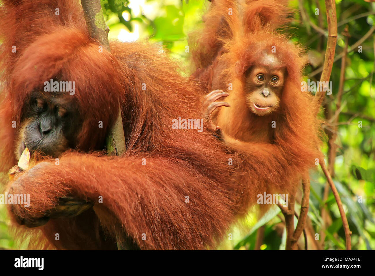 Female Sumatran orangutan with a baby sitting on a tree in Gunung Leuser National Park, Sumatra, Indonesia. Sumatran orangutan is endemic to the north Stock Photo
