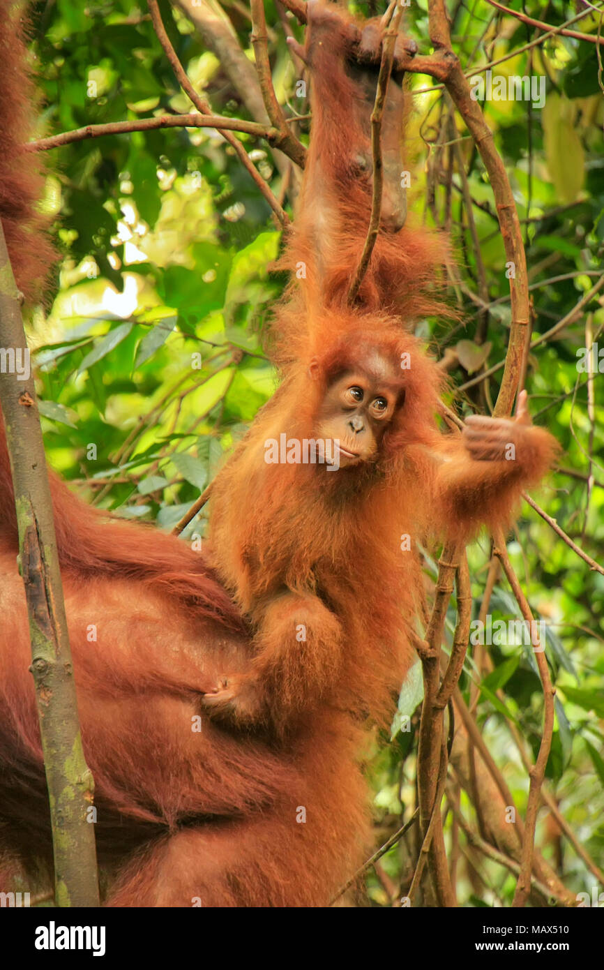 Baby Sumatran orangutan next to its mother n Gunung Leuser National Park, Sumatra, Indonesia. Sumatran orangutan is endemic to the north of Sumatra an Stock Photo