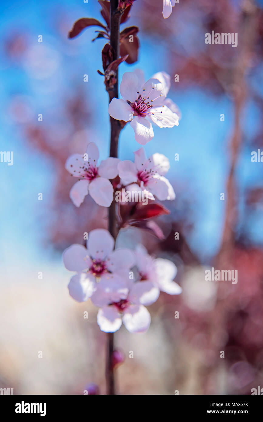 flowering plum tree in blossom during spring Stock Photo