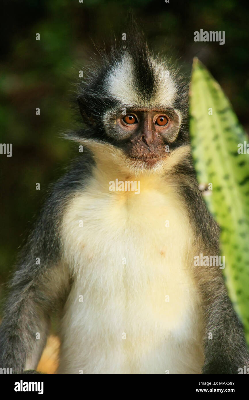 Thomas leaf monkey (Presbytis thomasi) sitting on the ground in Gunung ...
