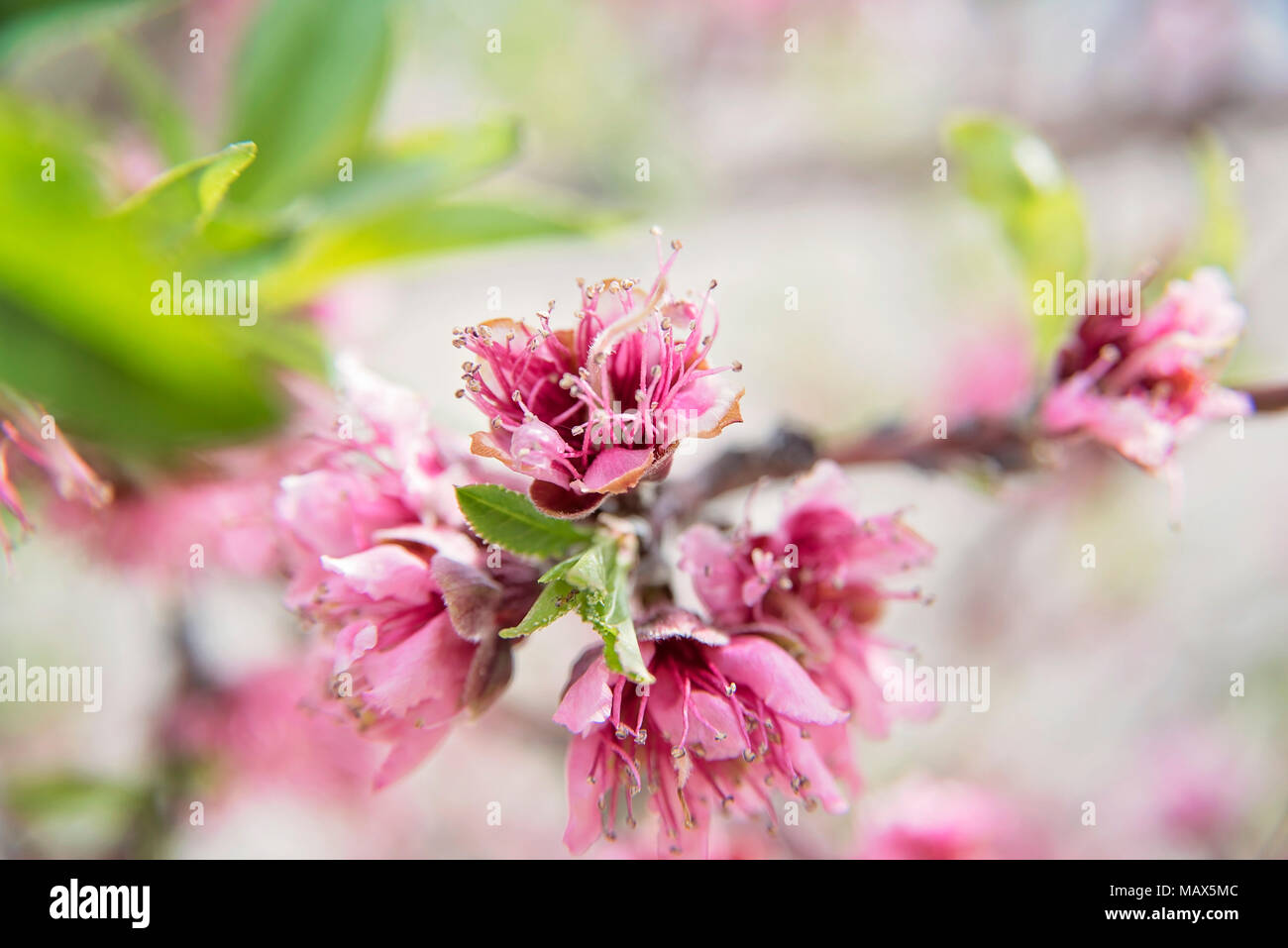 peach blossoms in spring time Stock Photo Alamy