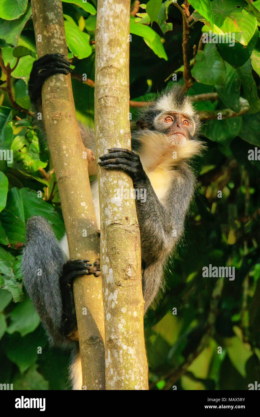 Thomas leaf monkey (Presbytis thomasi) sitting in a tree in Gunung ...