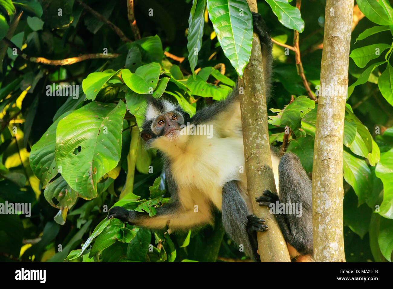 Thomas leaf monkey (Presbytis thomasi) sitting in a tree in Gunung ...