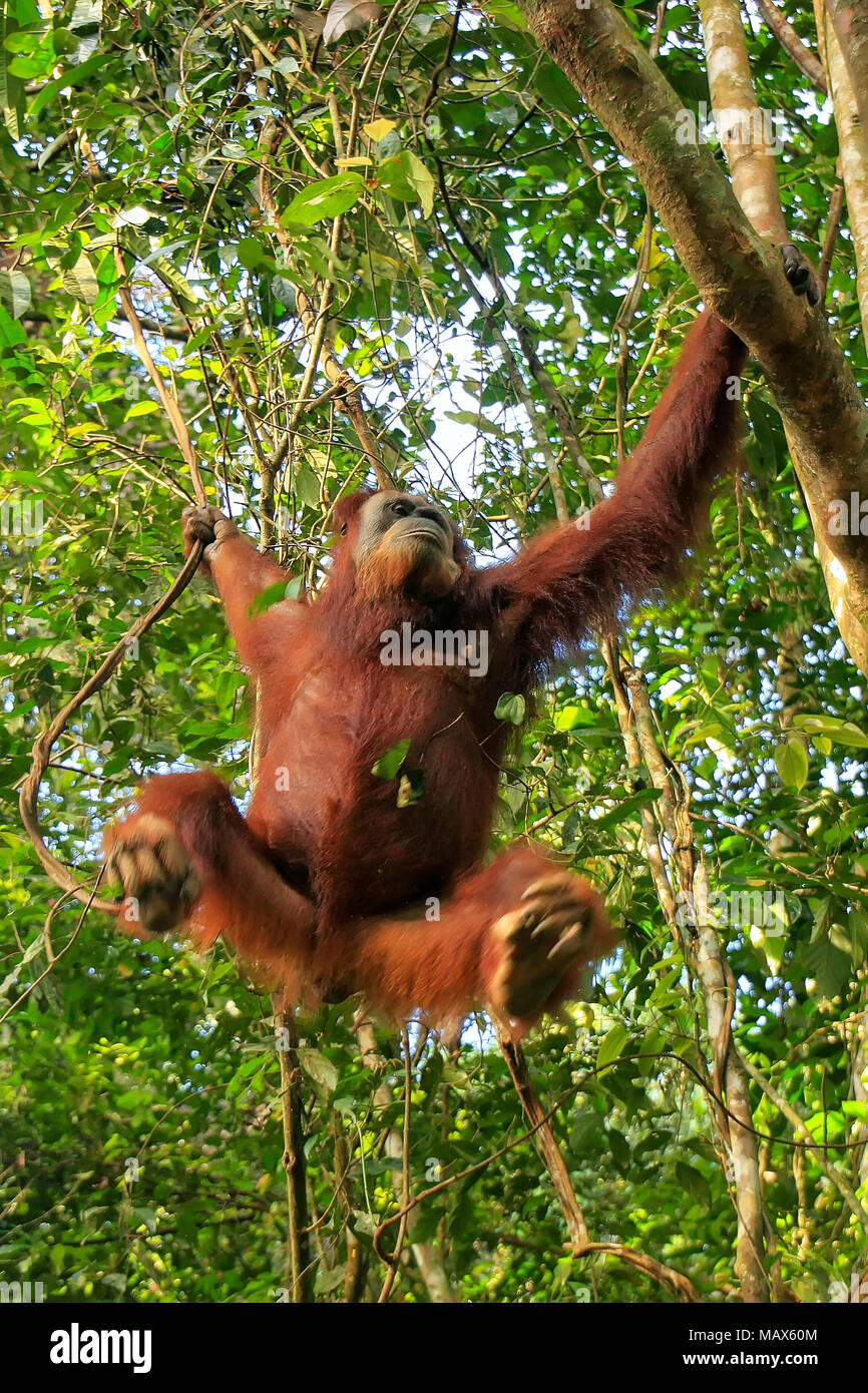 Female Sumatran orangutan (Pongo abelii) hanging in the trees, Gunung Leuser National Park, Sumatra, Indonesia. Sumatran orangutan is endemic to the n Stock Photo