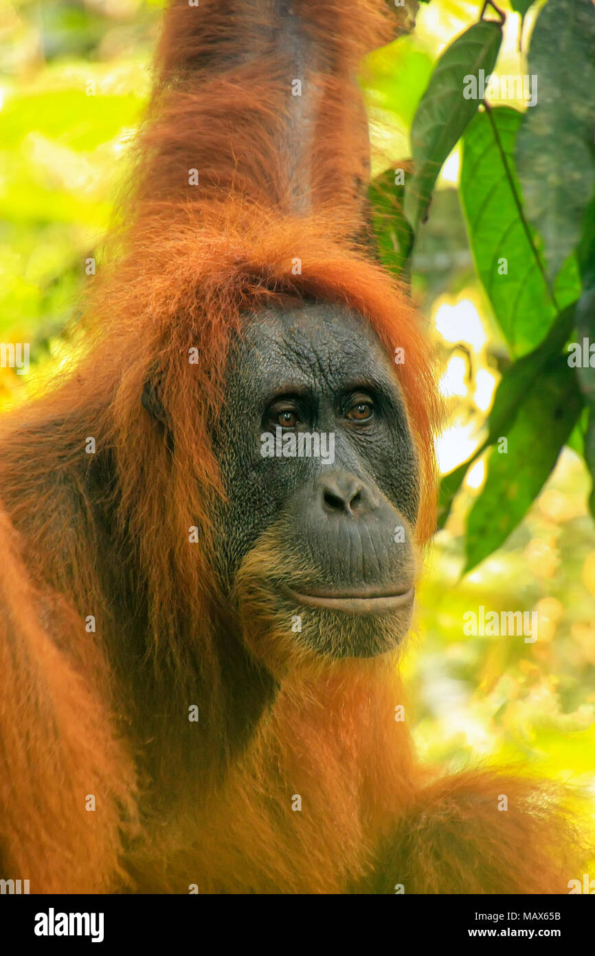 Portrait of a female Sumatran orangutan (Pongo abelii) in Gunung Leuser National Park, Sumatra, Indonesia. Sumatran orangutan is endemic to the north  Stock Photo