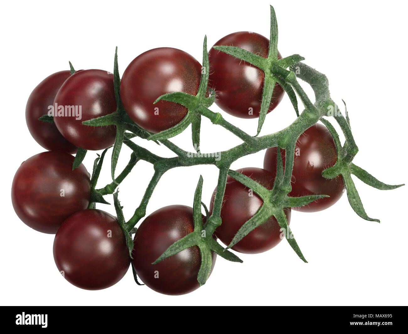 Cluster of Tondo Nero tomatoes (Italian Black Cherry). Top view, clipping paths Stock Photo